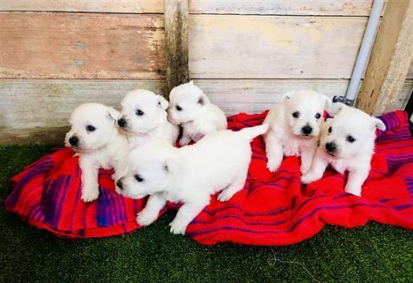 West Highland White Terrier Pups